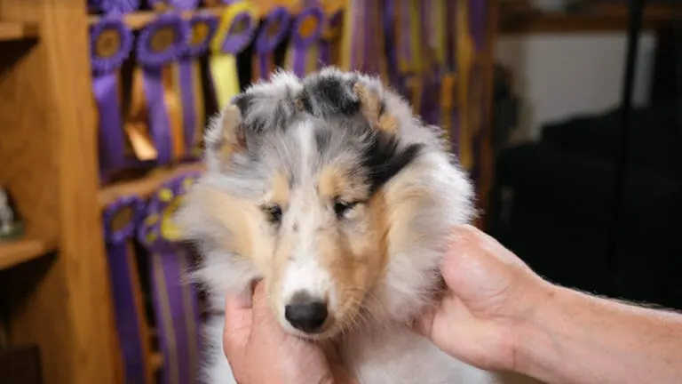 collie puppy with taped ears